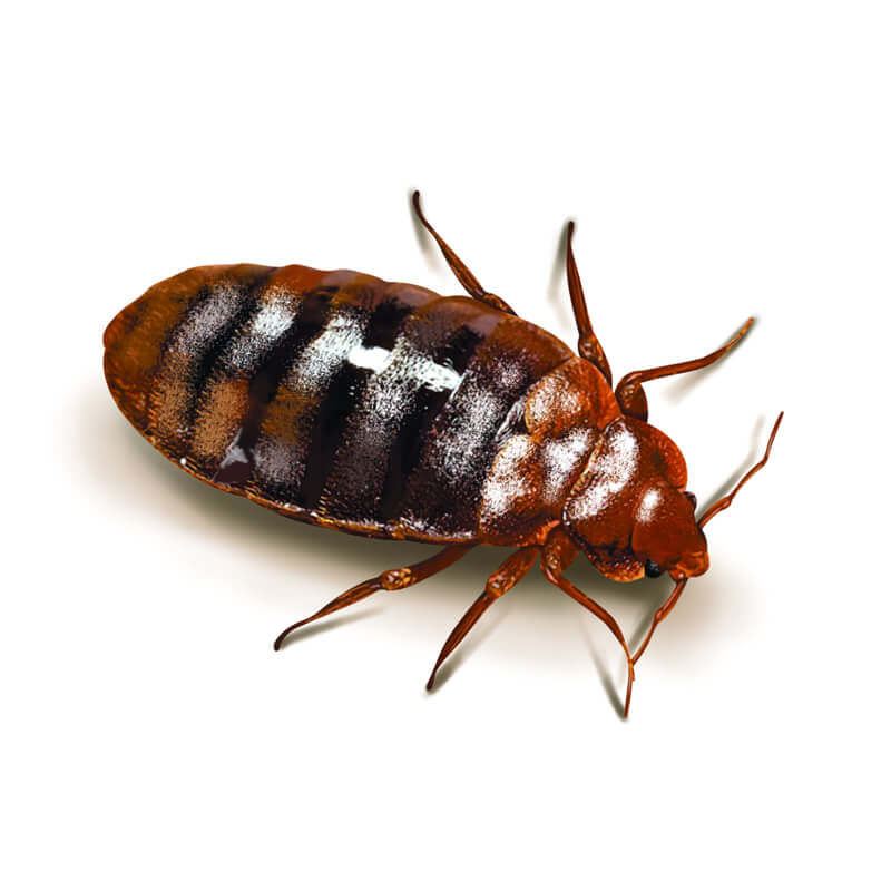 Bed Bug Removal