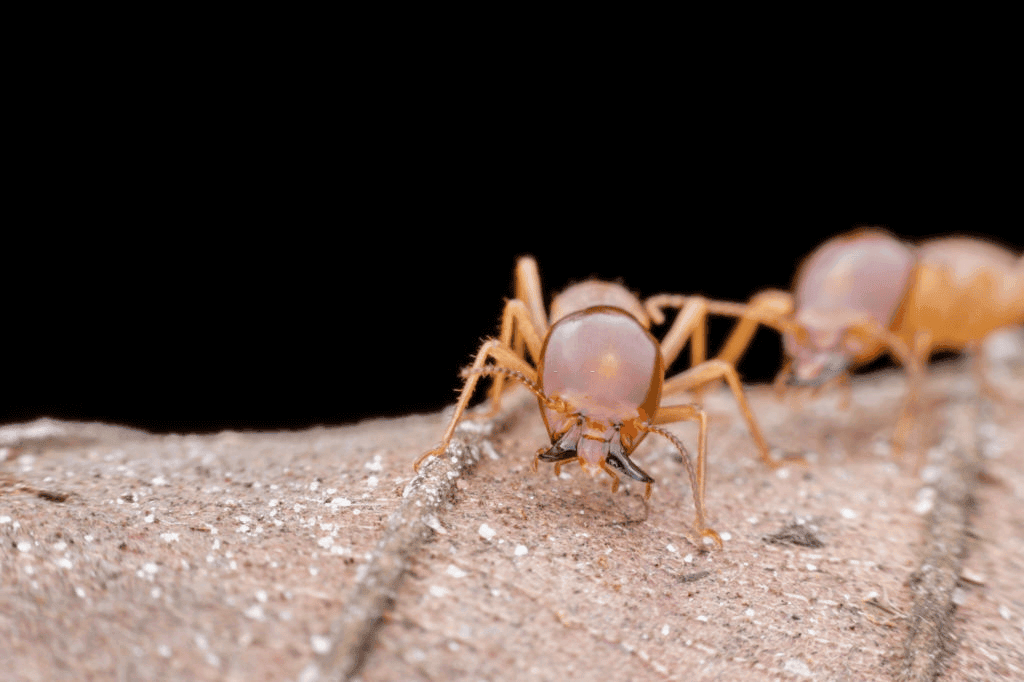 termite control services