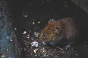 Rat Removal Stuart