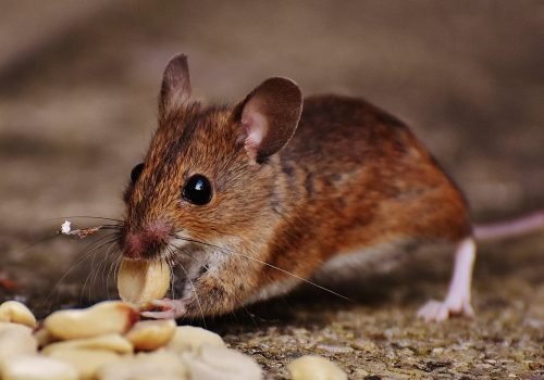 Effective Rat Removal Effective Rat Removal